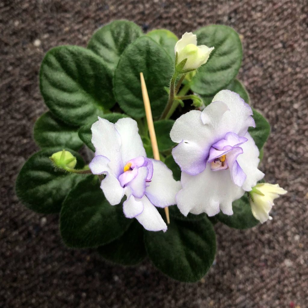 What I learnt from growing African Violets from seeds: don't bite off ...