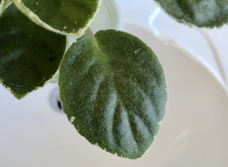 How to wash an African violet Perfect Violet Hunt